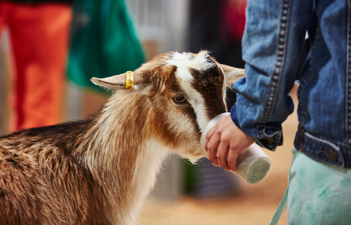 Baby Animal Nursery